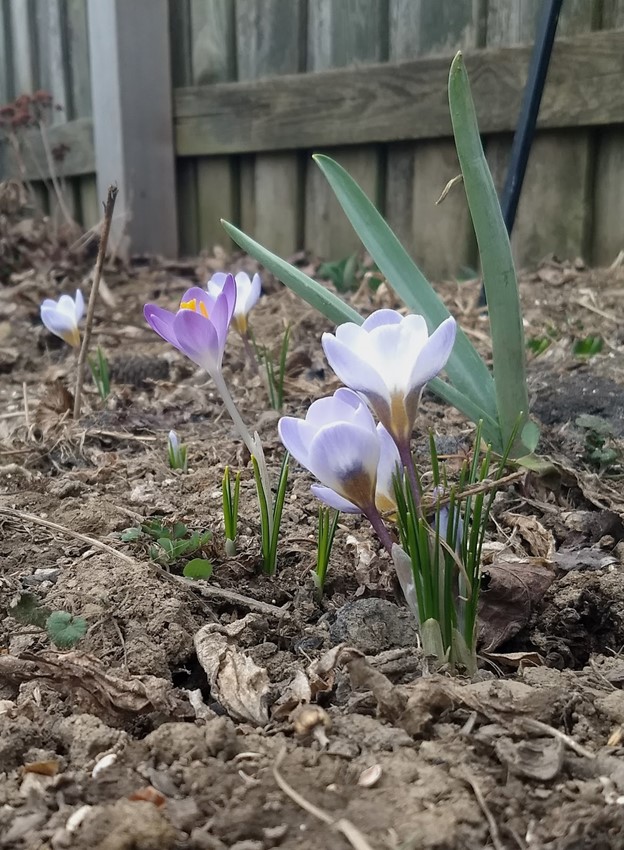 photo of crocus flower