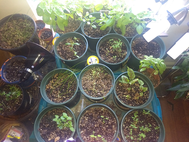photo of indoor herb plants